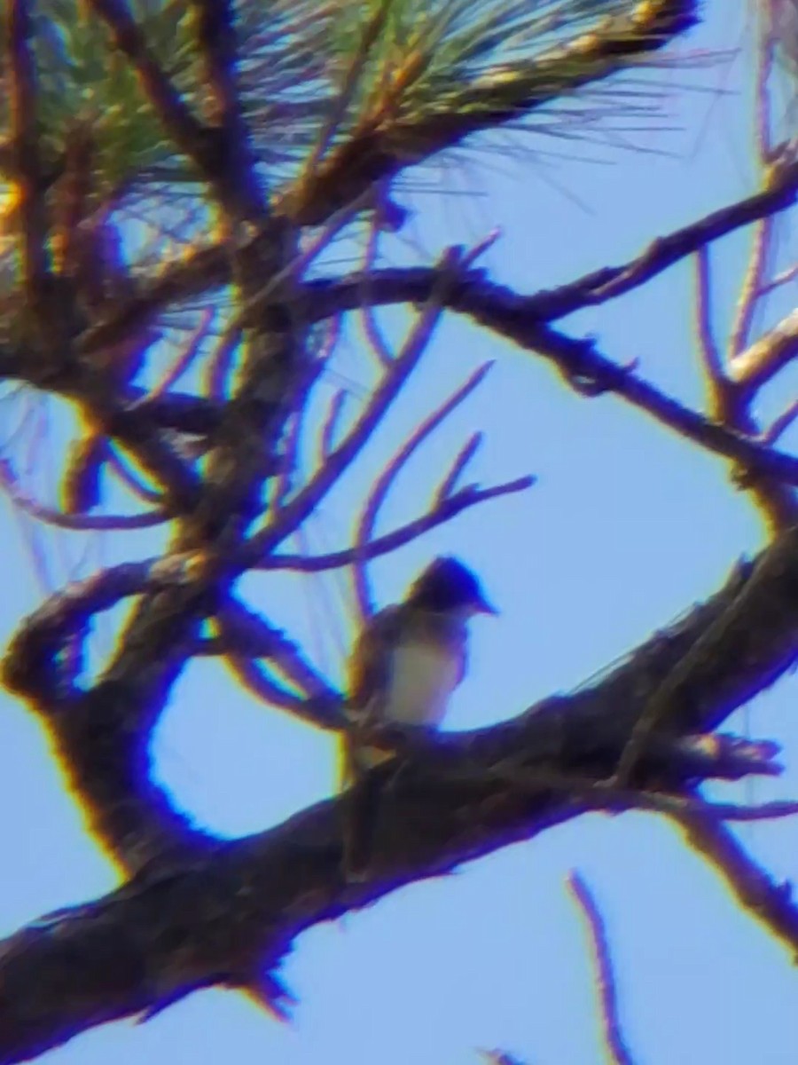 Eastern Kingbird - ML254483221