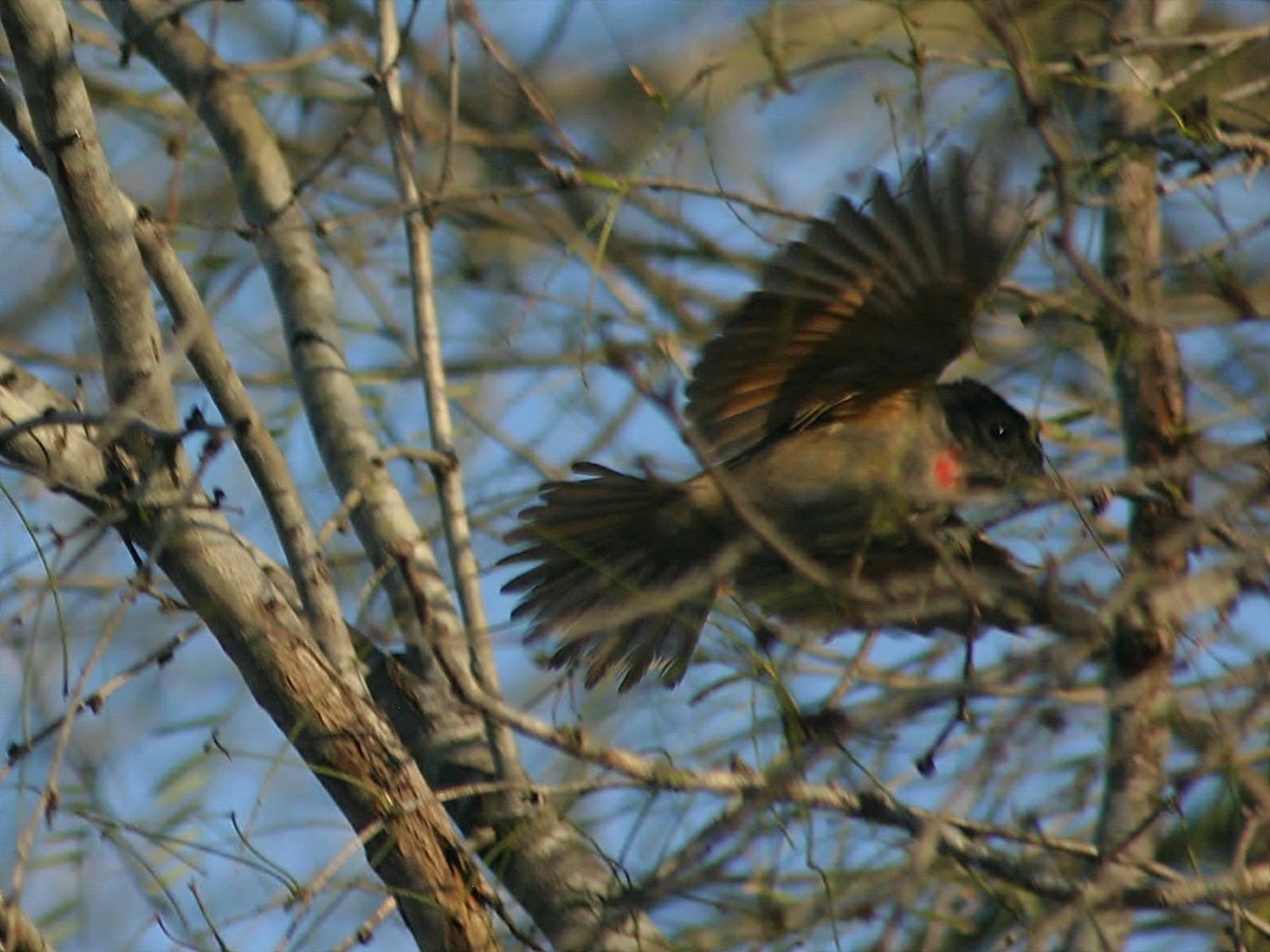 Rose-throated Becard - ML254483851