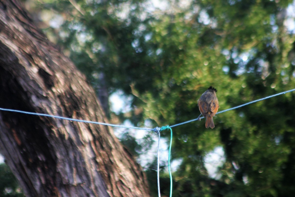 Rose-throated Becard - ML254483951