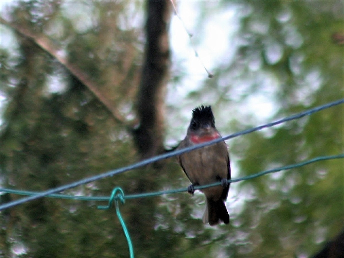 Rose-throated Becard - ML254484031