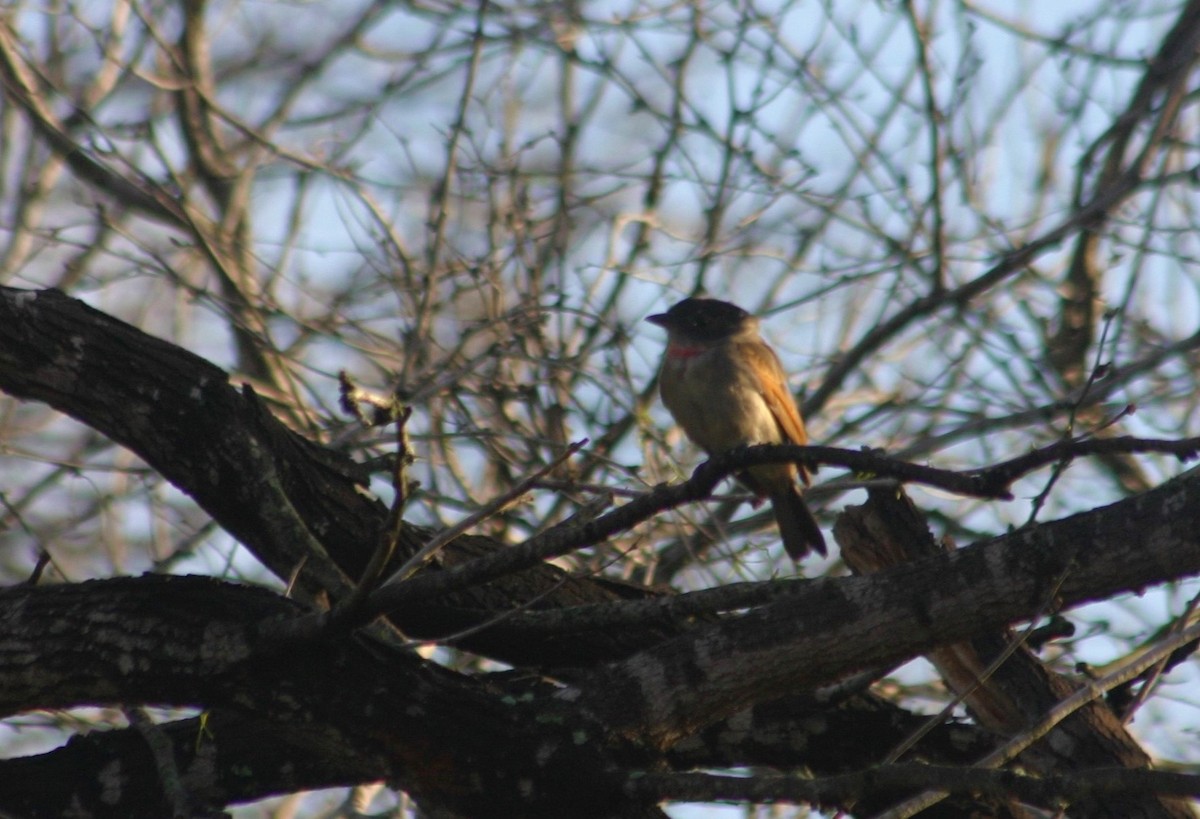 Rose-throated Becard - ML254484141