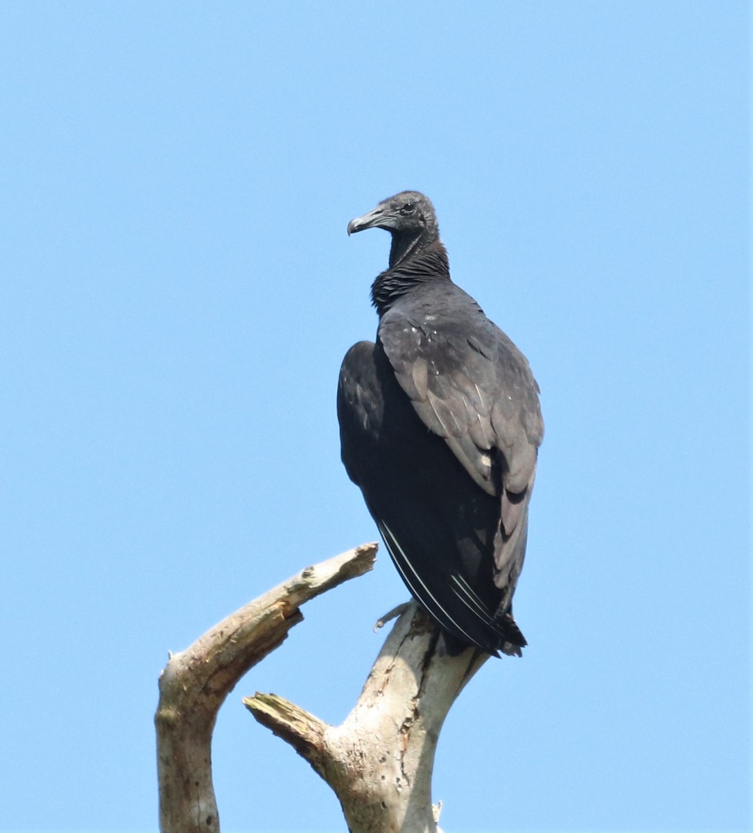 Black Vulture - ML254484151