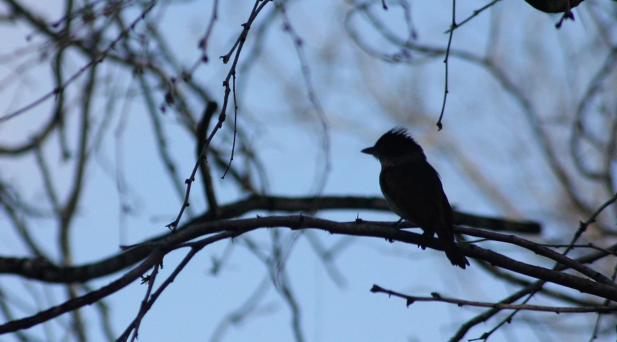 Rose-throated Becard - ML254484311