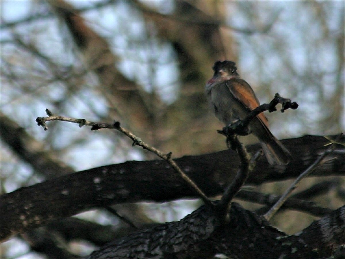 Rose-throated Becard - ML254484451