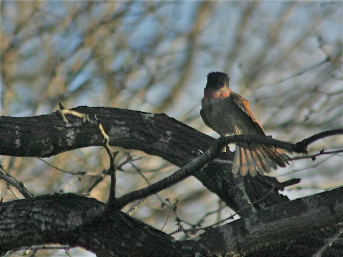 Rose-throated Becard - ML254484581