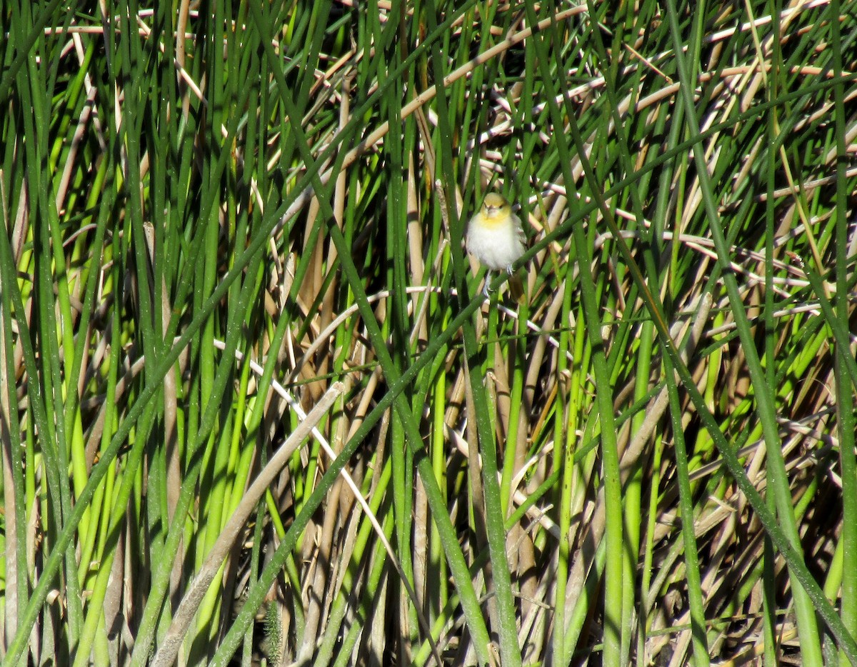 Bullock's Oriole - ML254484611