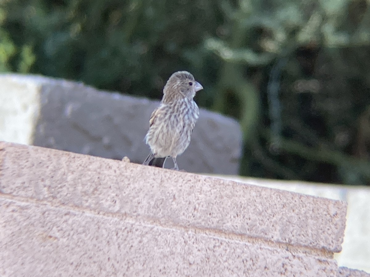 House Finch - ML254484701