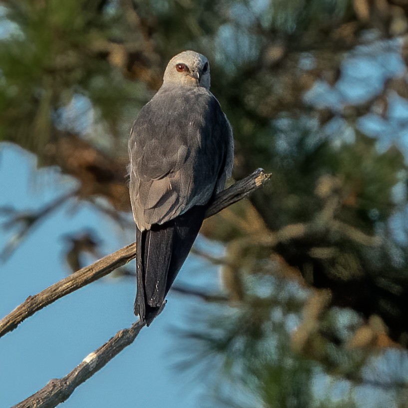 Mississippi Kite - ML254484751