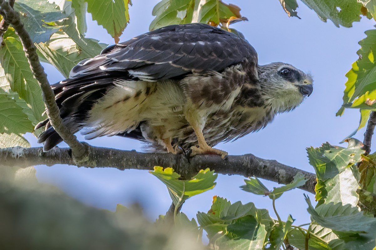 Mississippi Kite - ML254484771