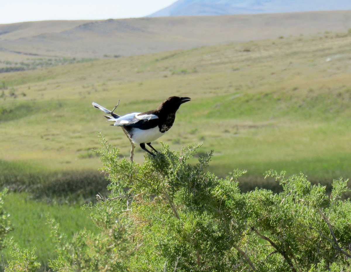 Black-billed Magpie - ML254484881