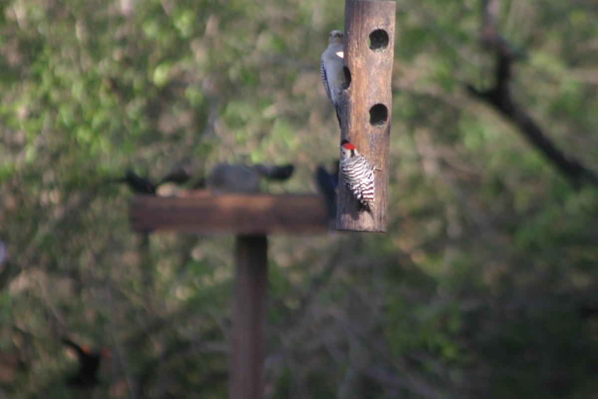 Ladder-backed Woodpecker - ML254484981