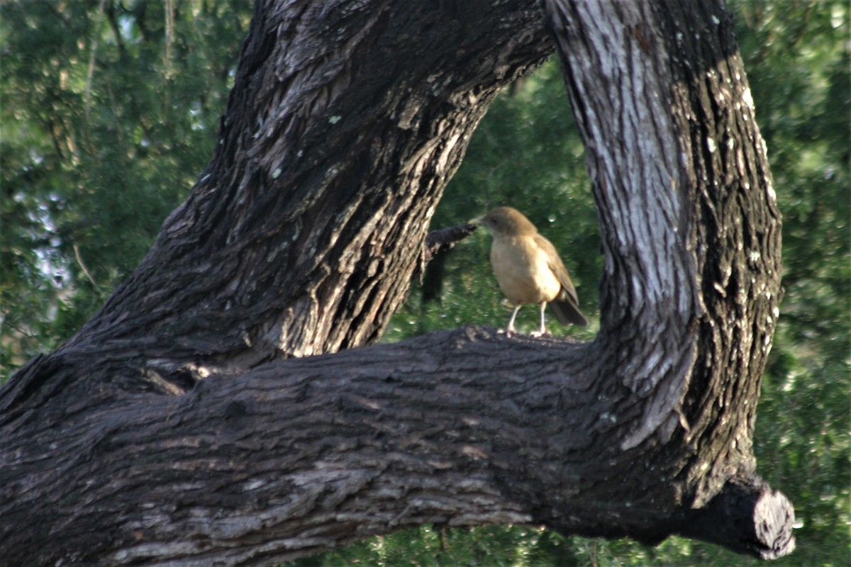 Clay-colored Thrush - ML254485141