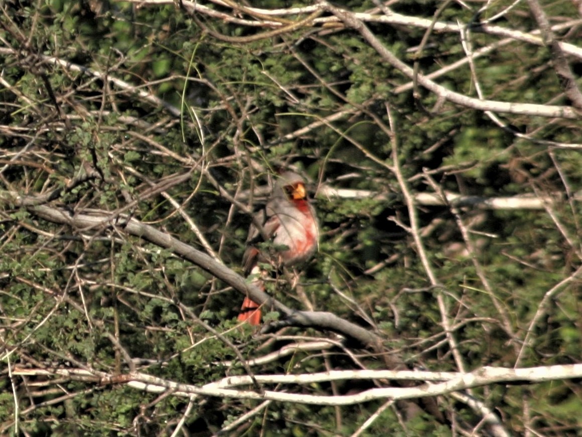 Pyrrhuloxia - ML254485211