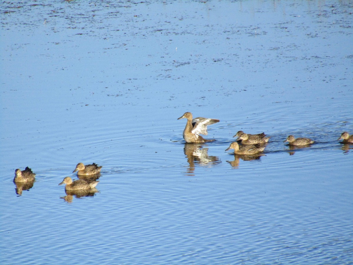 Cinnamon Teal - Al Zerbe