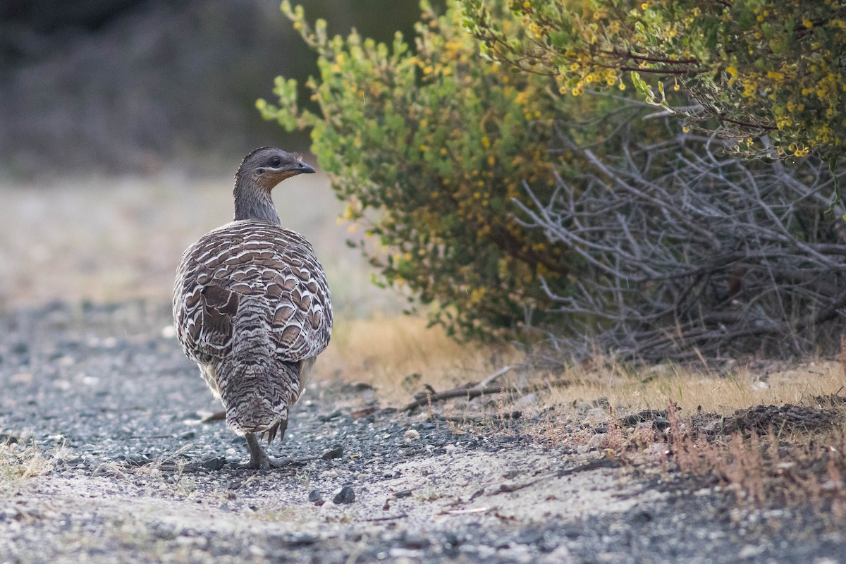 Malleefowl - ML254487391