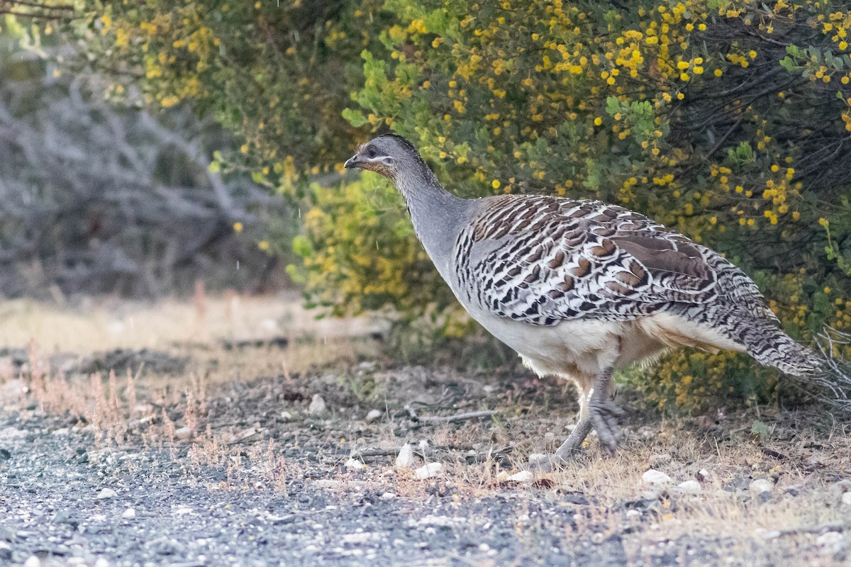 Malleefowl - ML254487441