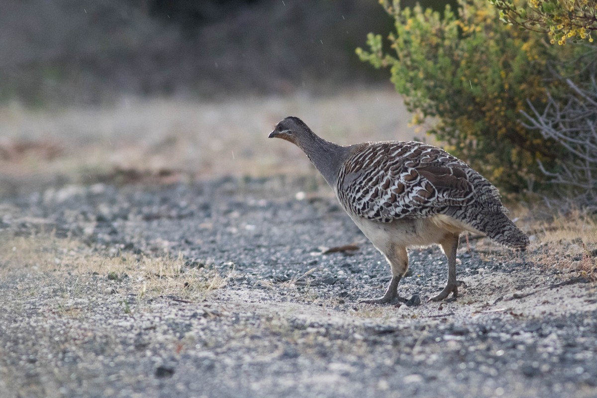 Malleefowl - ML254487481