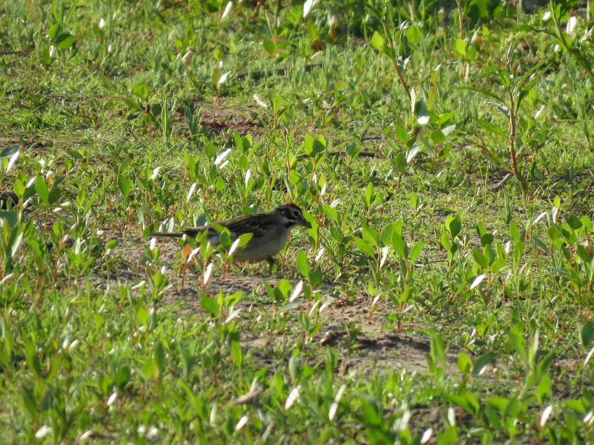 Lark Sparrow - ML254487971