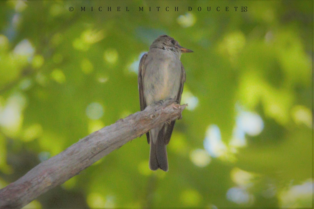 Eastern Wood-Pewee - ML254488041