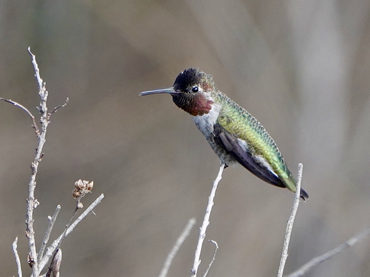 Anna's Hummingbird - Brian Daniels