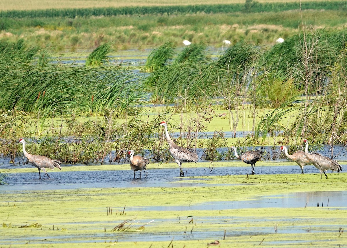 Sandhill Crane - ML254488511