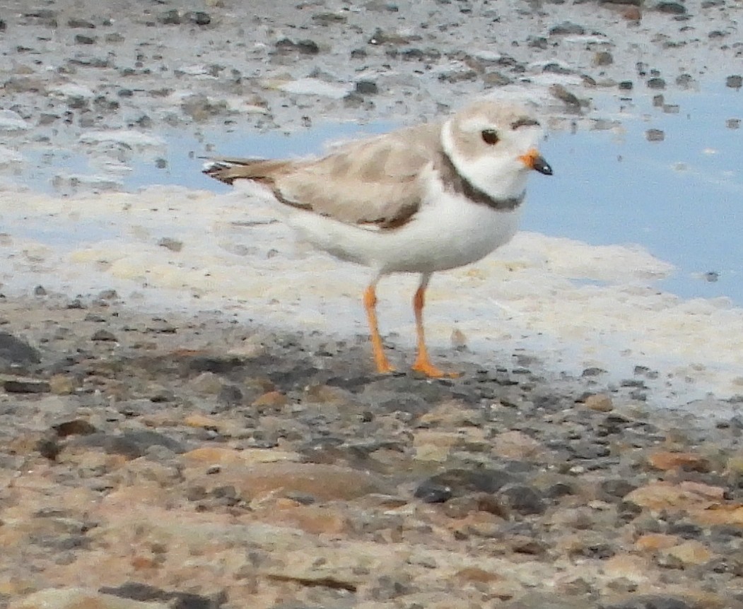 Piping Plover - ML254489671