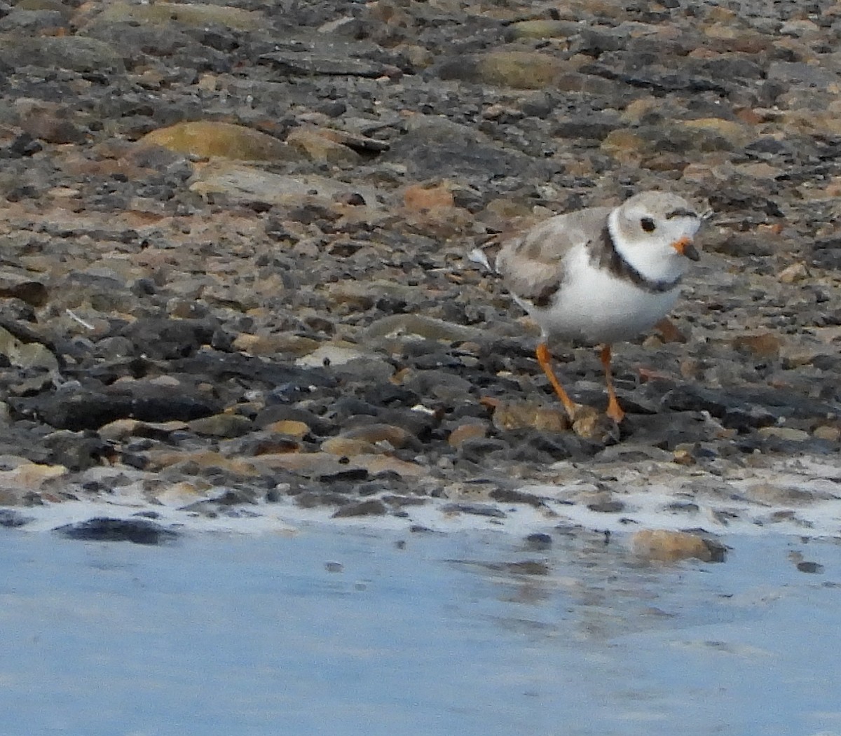 Piping Plover - ML254489721