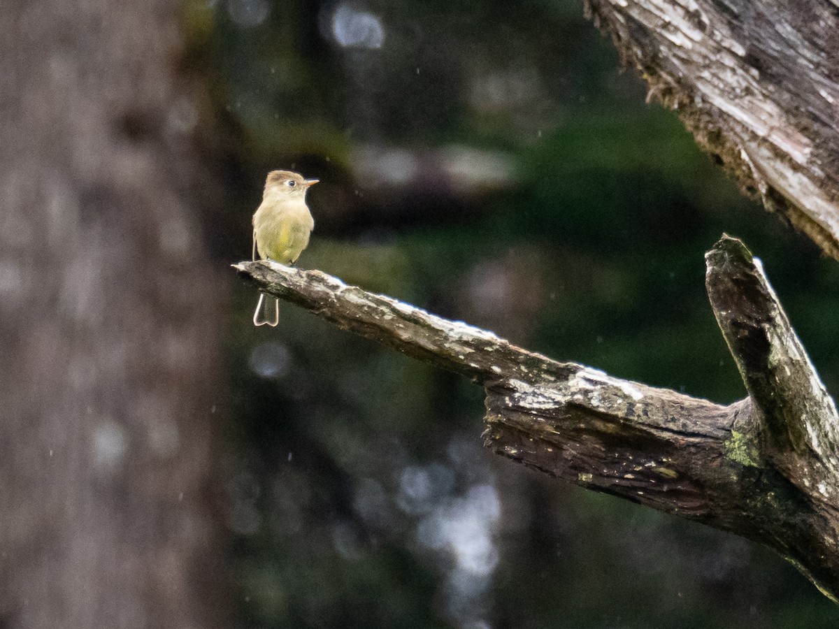 Pine Flycatcher - ML254490181
