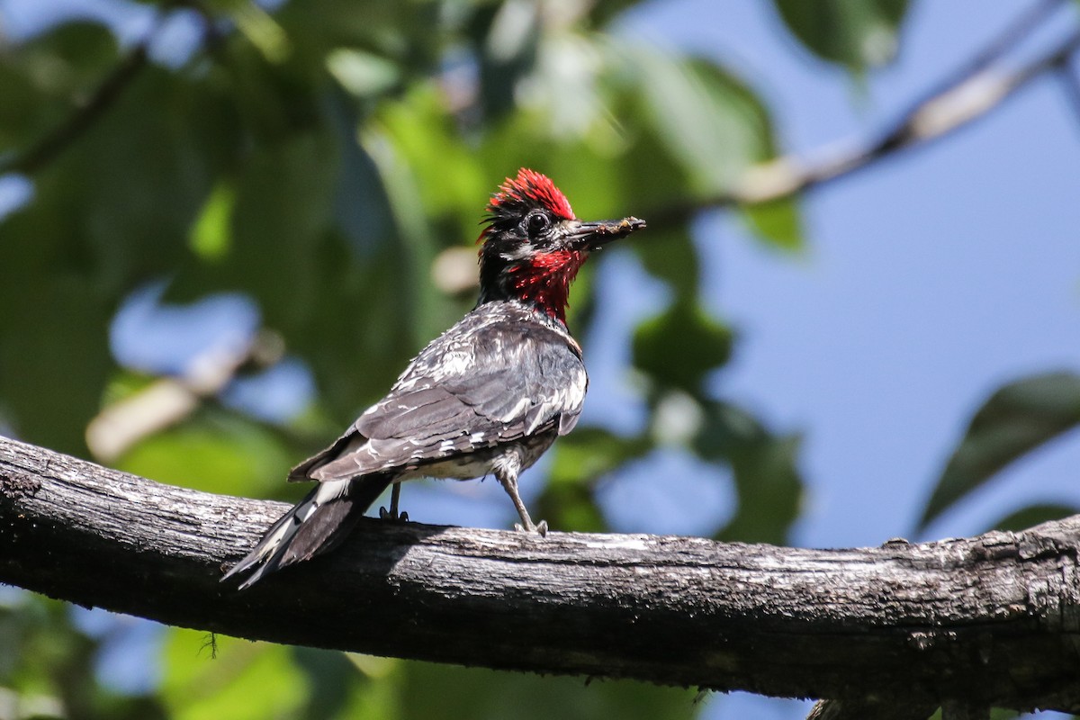 Red-naped Sapsucker - ML254491261