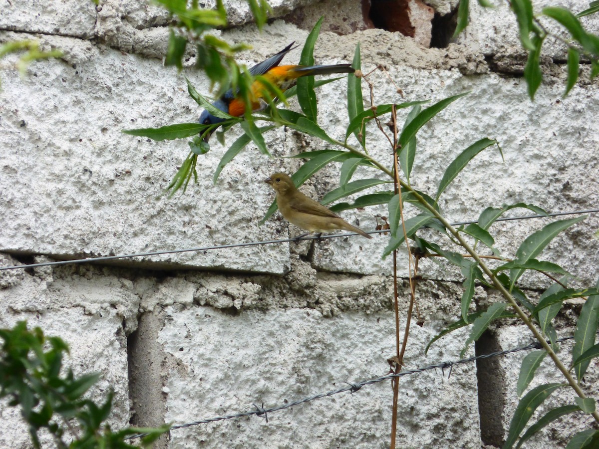 Blue-and-yellow Tanager - Paula Parola