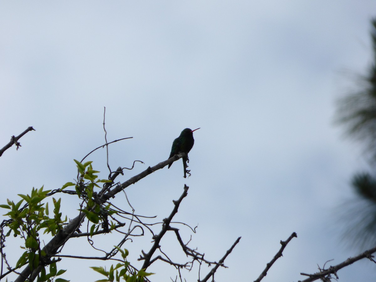 kolibřík lesklobřichý - ML254492111