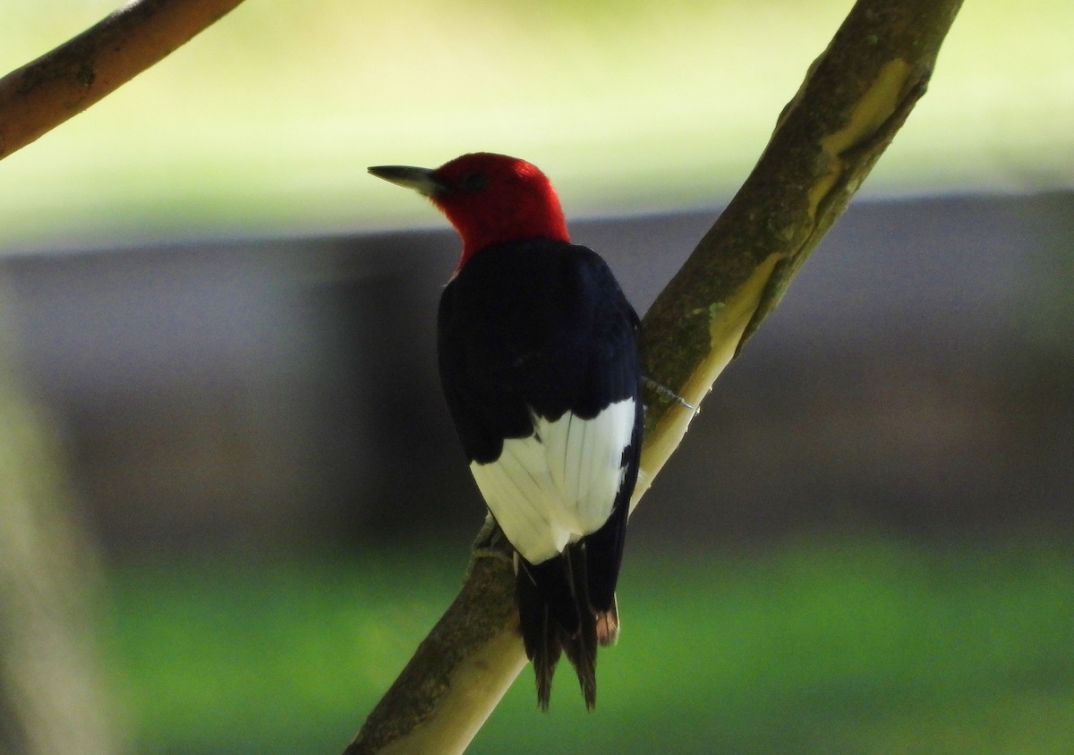 Red-headed Woodpecker - Marie Furnish