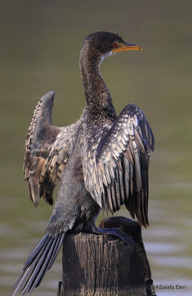 Long-tailed Cormorant - Fanis Theofanopoulos (ASalafa Deri)