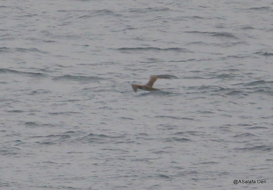 Brown Booby - ML254495471