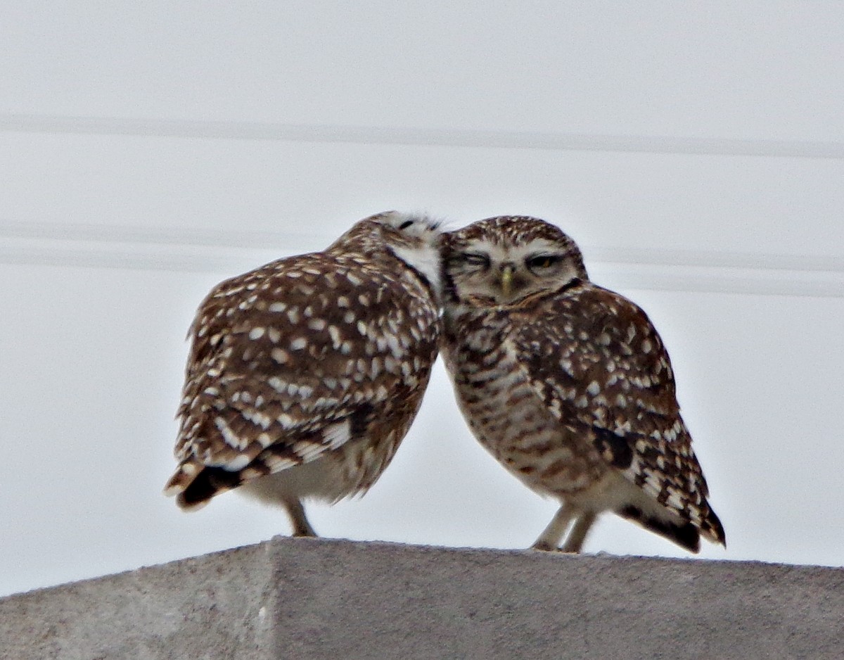 Burrowing Owl - ML254495861