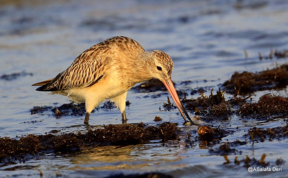 Bar-tailed Godwit - ML254496611