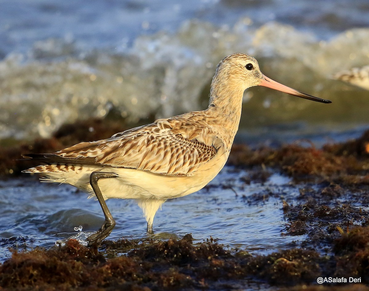 Bar-tailed Godwit - ML254497121