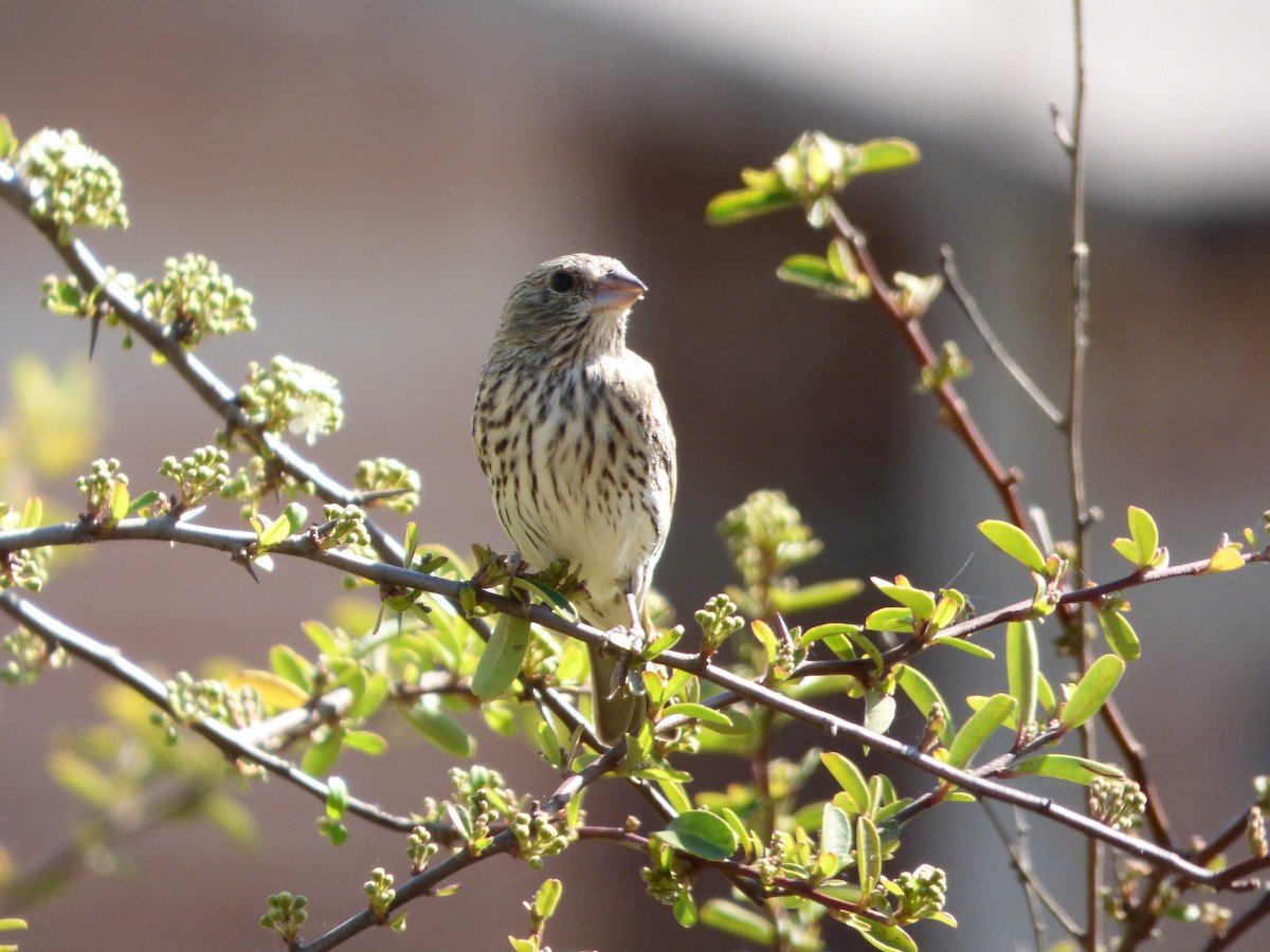 Saffron Finch - ML254497571