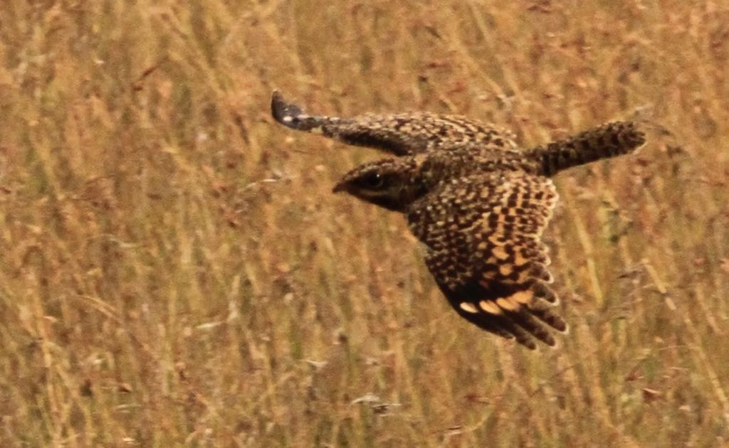 Swamp Nightjar - ML25449811