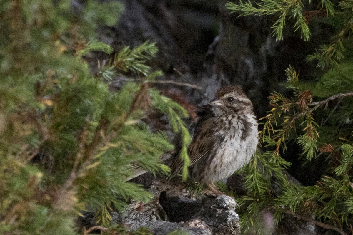 Song Sparrow - ML254499001