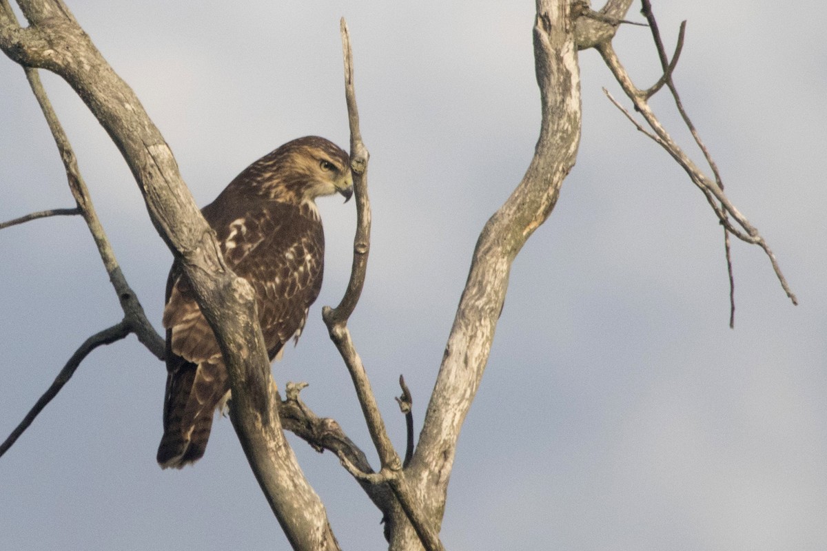 Rotschwanzbussard - ML254499211