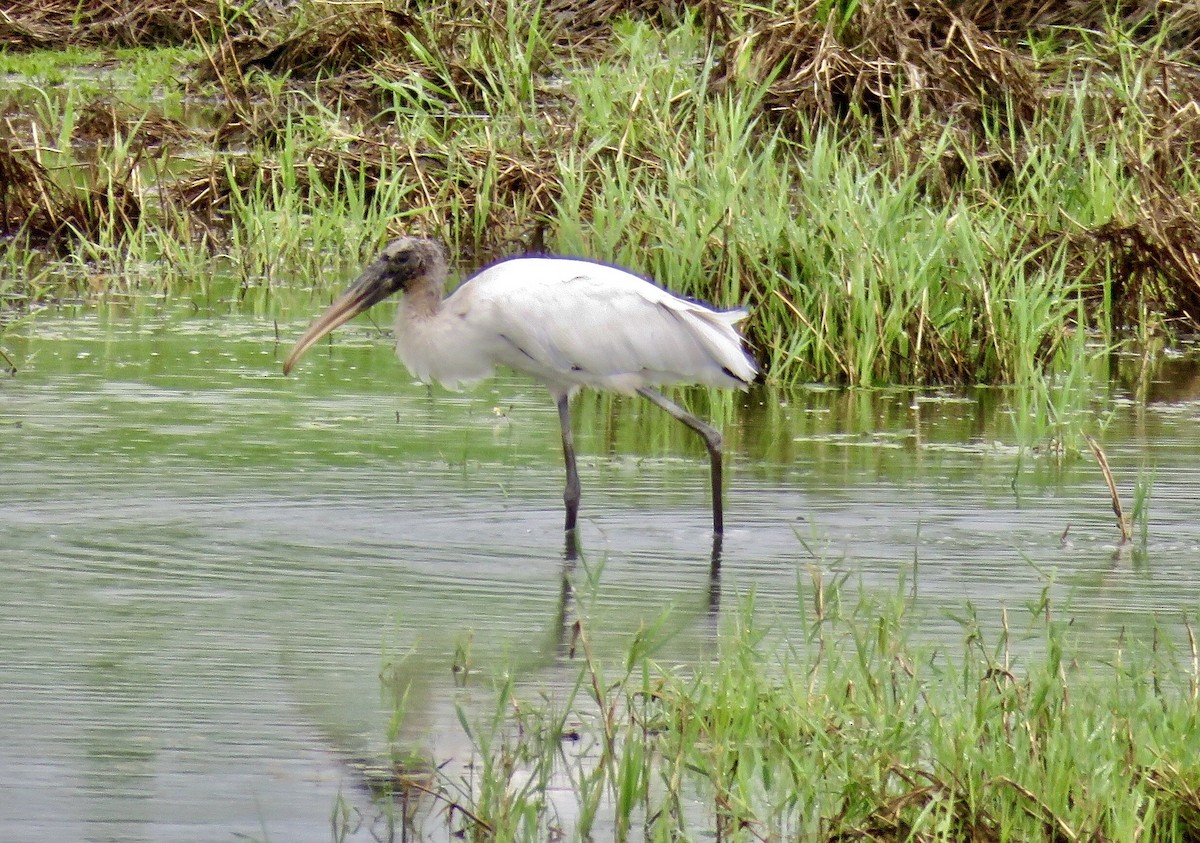 Wood Stork - Mike  Sefton