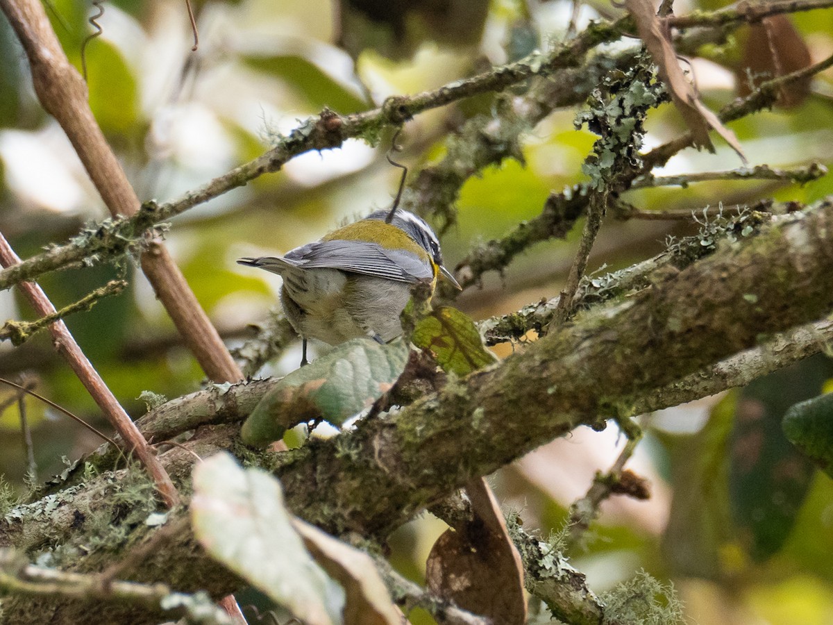 Crescent-chested Warbler - ML254499891