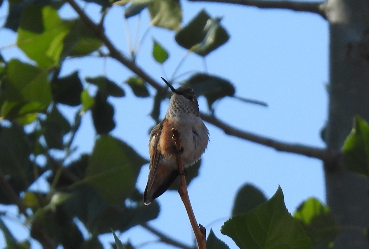 Calliope Hummingbird - ML254500471