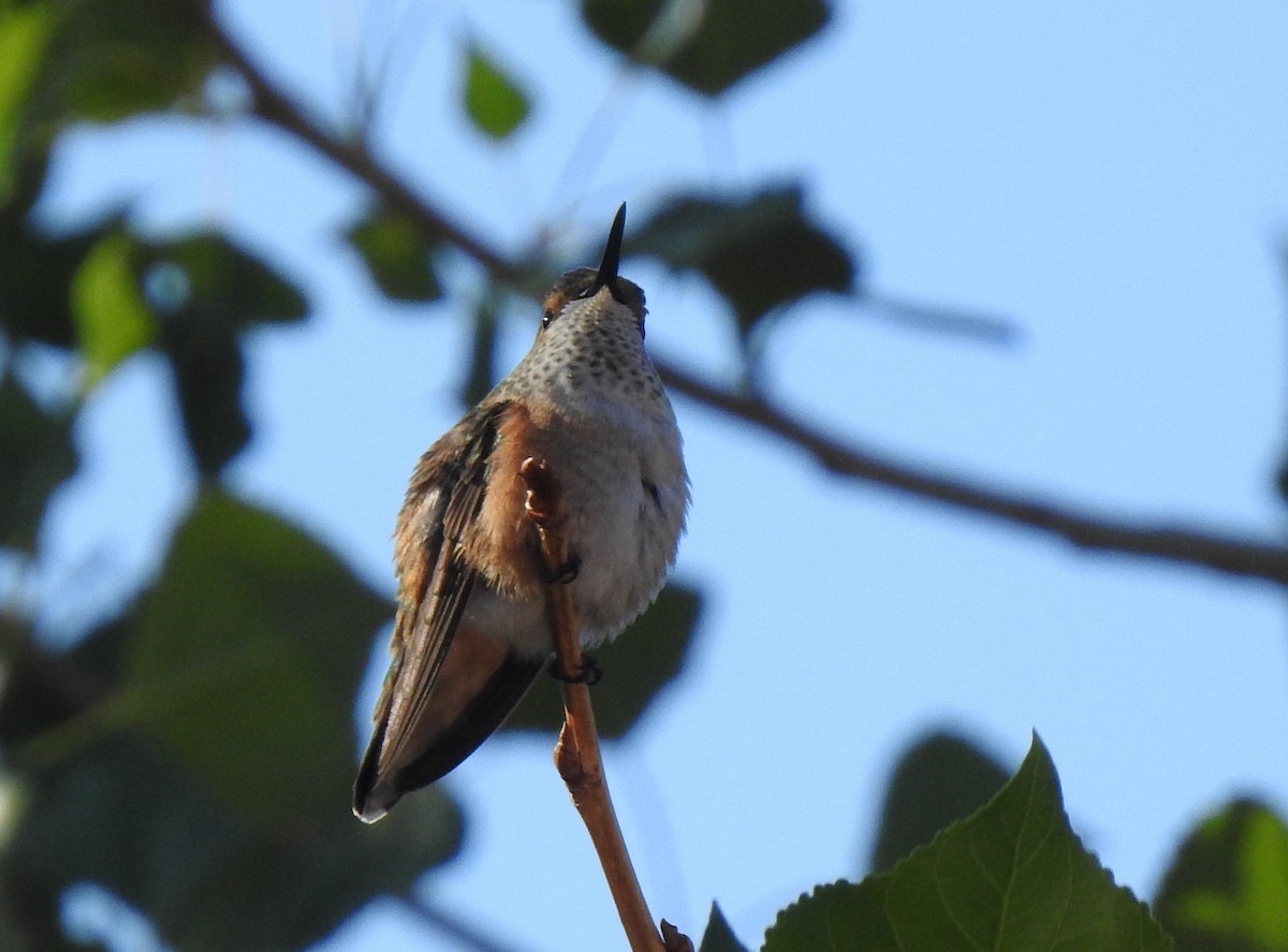 Calliope Hummingbird - ML254500571