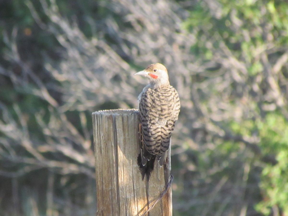 Northern Flicker - ML254500871