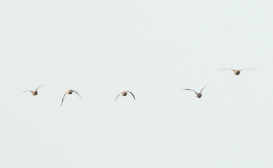 Black-bellied Sandgrouse - ML254502031