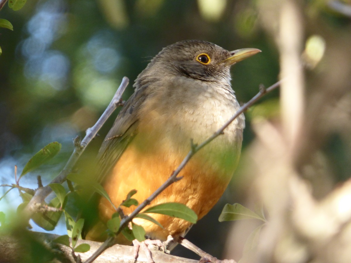 Rufous-bellied Thrush - ML254502111