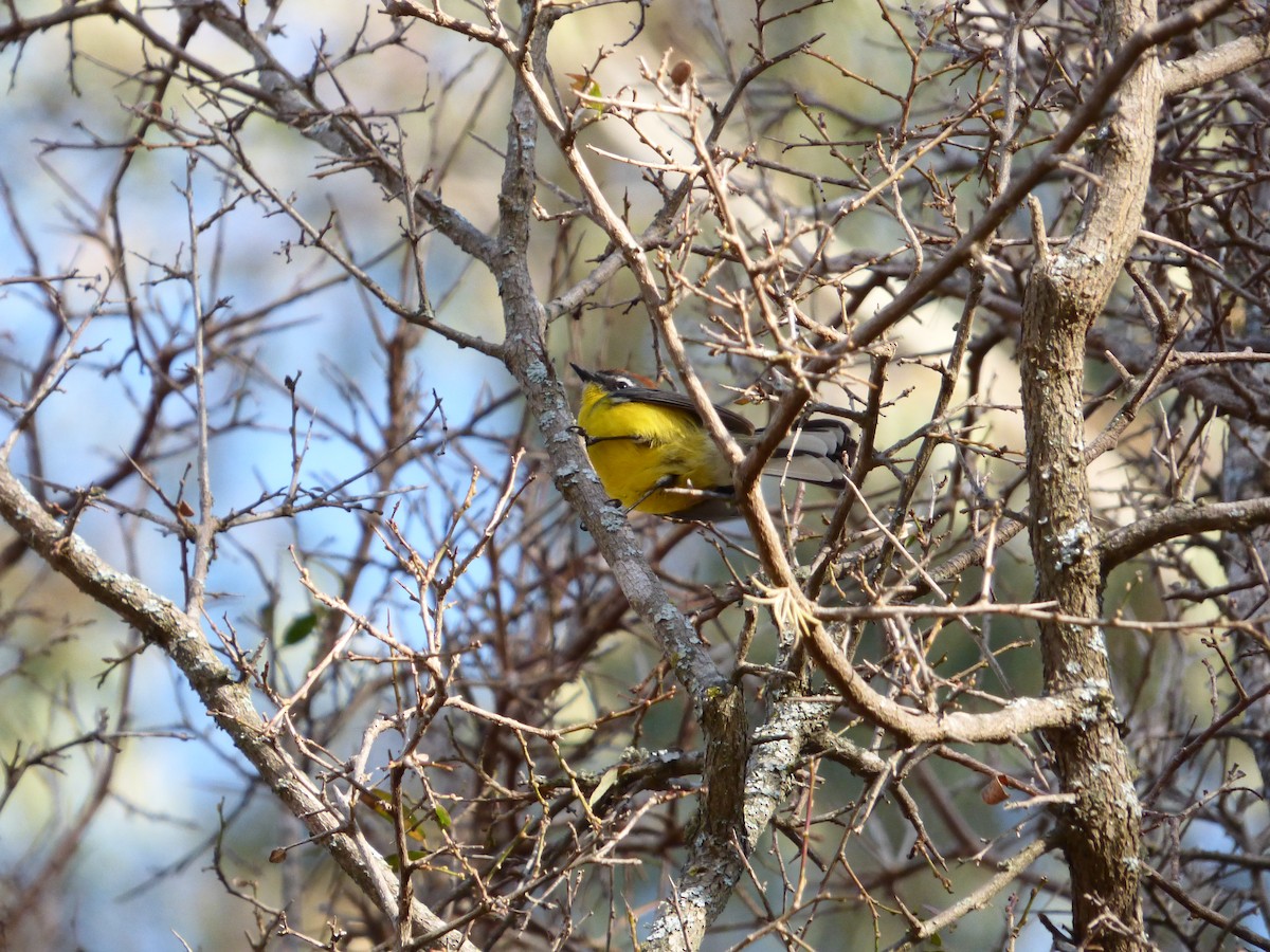 Brown-capped Redstart - ML254502131