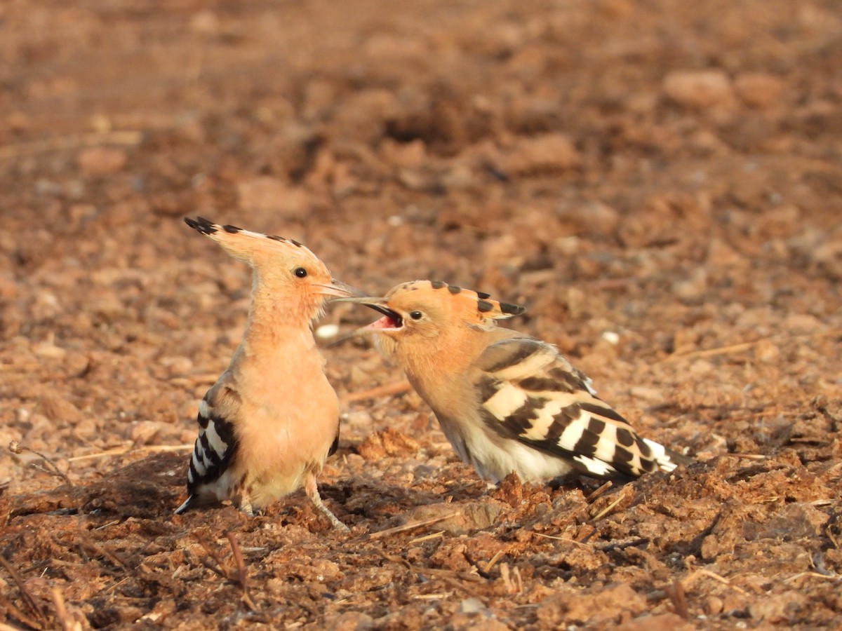 Eurasian Hoopoe - ML254502261